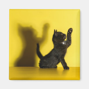 Aimant Animaux de bébés cutest   Black Cat Jouer