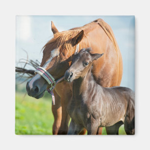 Aimant Animaux de bébés cutest Black Foy avec maman