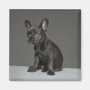 Aimant Animaux de bébés cutest   Blue French Bulldog Pupp