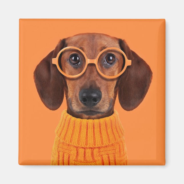 Aimant Animaux de bébés cutest | Chandail orange Dachshun (Devant)