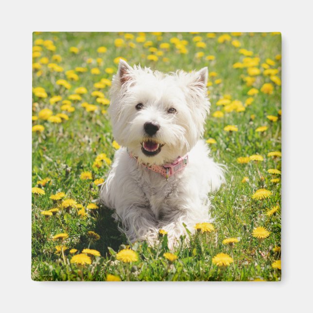 Aimant Animaux de bébés cutest | Chien Westin en Dandelio (Devant)