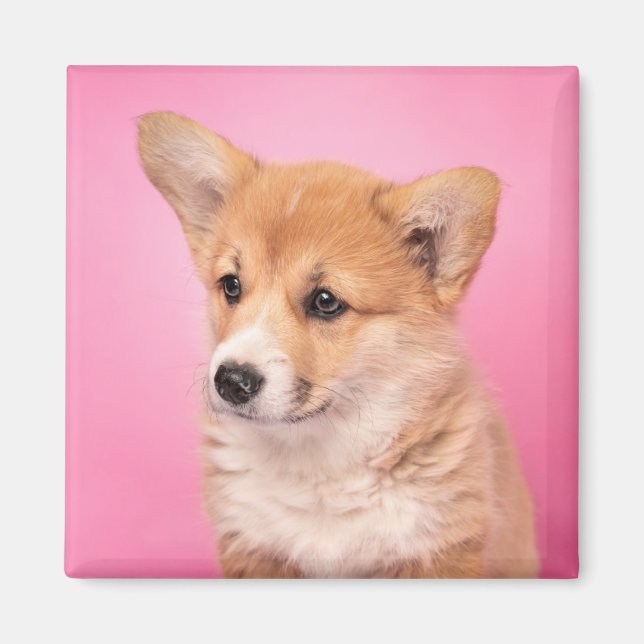 Aimant Animaux de bébés cutest | Corgi Chiot rose (Devant)