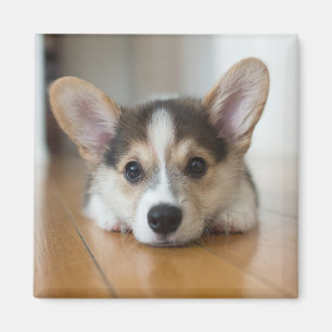 Aimant Animaux de bébés cutest Corgi Puppy