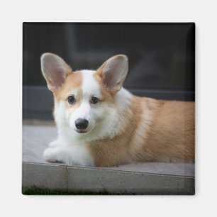 Aimant Animaux de bébés cutest Corgi Puppy Relaxant