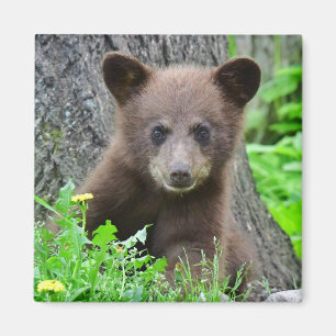 Aimant Animaux de bébés cutest Cube d'ours Brown