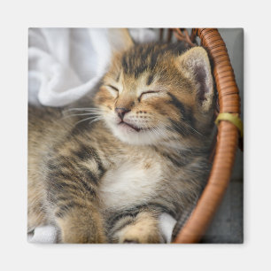 Aimant Animaux de bébés cutest Cute Tabby Chat Dormir
