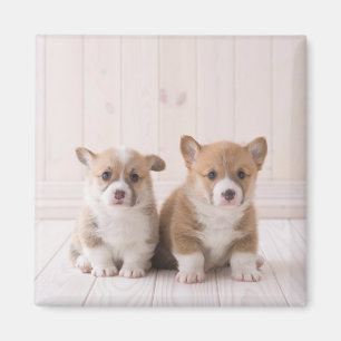Aimant Animaux de bébés cutest Deux Bébés Corgis assis
