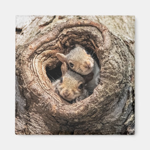 Aimant Animaux de bébés cutest Deux jeunes écureuils