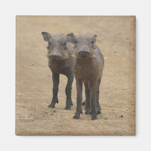Aimant Animaux de bébés cutest   Deux jeunes phacochères