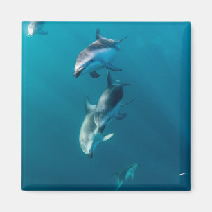 Aimant Animaux de bébés cutest Famille de dauphins