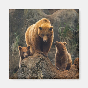 Aimant Animaux de bébés cutest Famille d'ours Brown