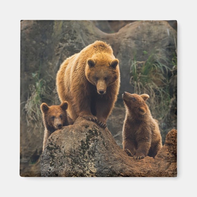 Aimant Animaux de bébés cutest | Famille d'ours Brown (Devant)