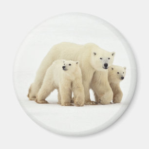 Aimant Animaux de bébés cutest   Famille d'ours polaires