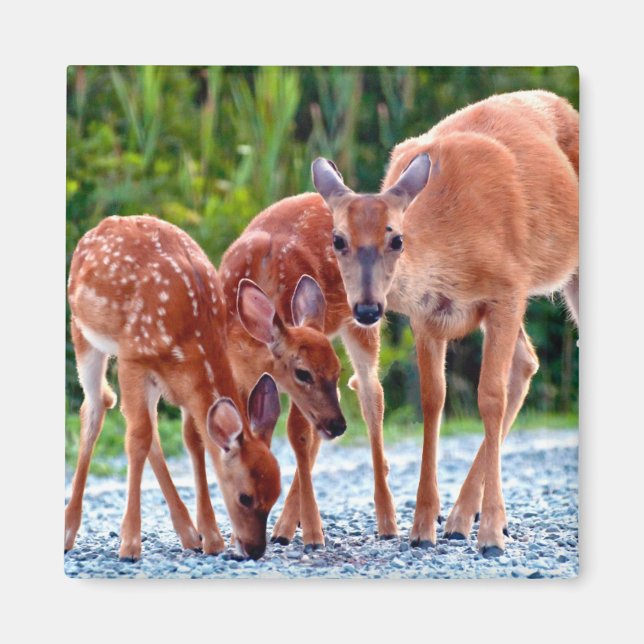 Aimant Animaux de bébés cutest | Fawn with Babies (Devant)