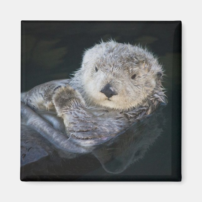 Aimant Animaux de bébés cutest | Flottant de Loutres de m (Devant)