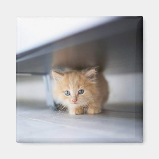 Aimant Animaux de bébés cutest | Fluffy Orange Kitten (Devant)