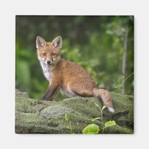 Aimant Animaux de bébés cutest Foxy Smile