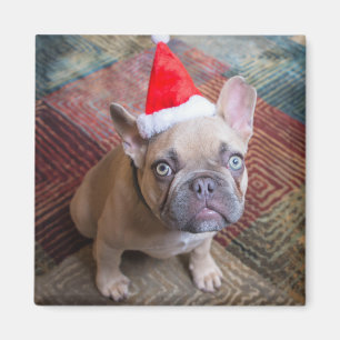 Aimant Animaux de bébés cutest French Bulldog Christmas