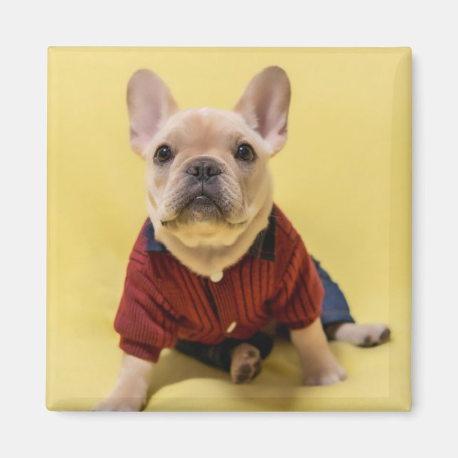 Aimant Animaux de bébés cutest | French Bulldog habillé (Devant)