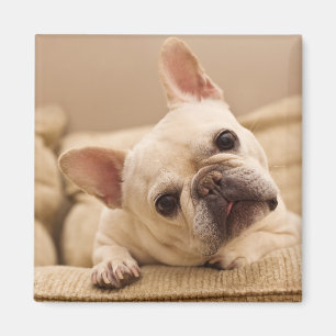 Aimant Animaux de bébés cutest   French Bulldog Head Tilt