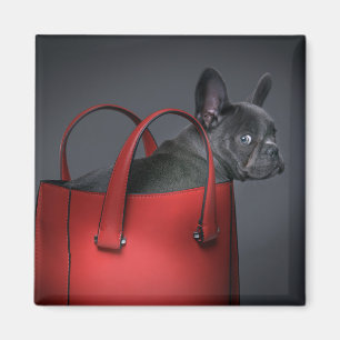 Aimant Animaux de bébés cutest   French Bulldog Red Hand 