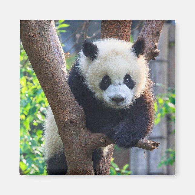 Aimant Animaux de bébés cutest | Géant Panda Cub (Devant)