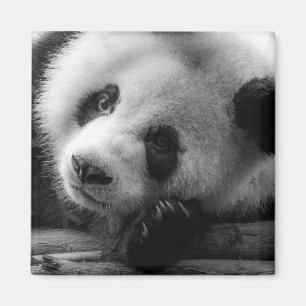 Aimant Animaux de bébés cutest Giant Panda Bear Cub