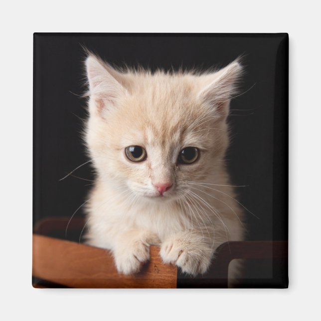 Aimant Animaux de bébés cutest | Ginger Kitten (Devant)