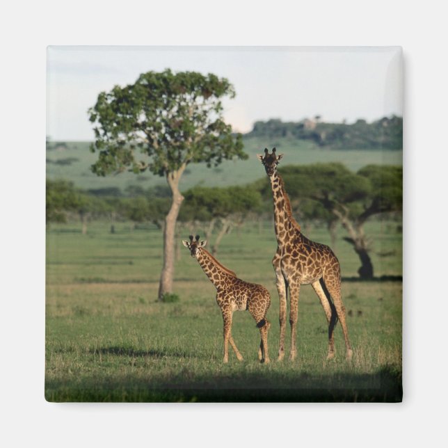Aimant Animaux de bébés cutest | Giraffe Calf & Mama (Devant)