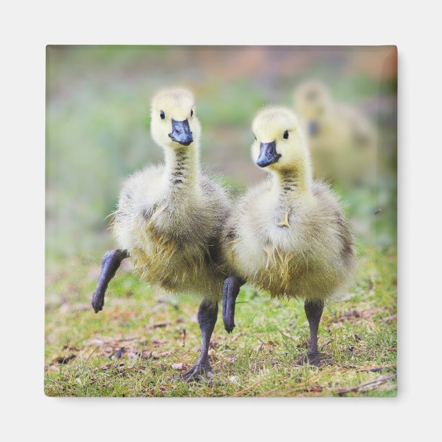 Aimant Animaux de bébés cutest | Goélands d'oies canadien (Devant)