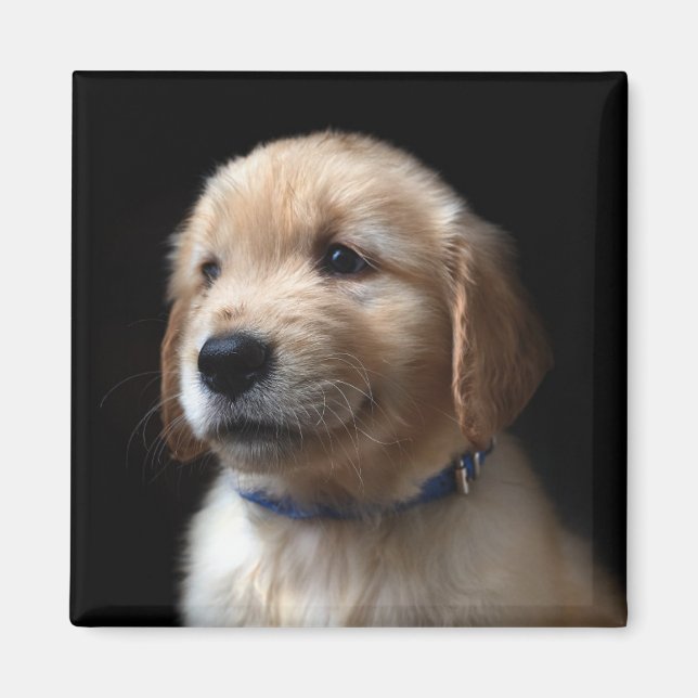 Aimant Animaux de bébés cutest | Golden Retriever Puppy (Devant)
