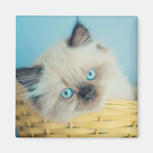 Aimant Animaux de bébés cutest   Himalaya Seal Point Cat