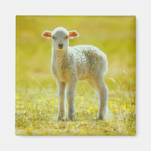 Aimant Animaux de bébés cutest   Jeune mouton