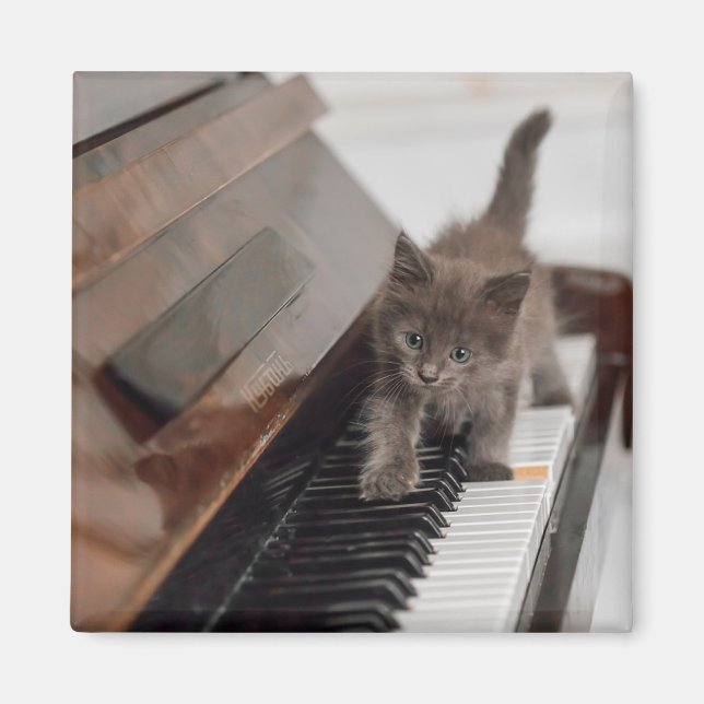 Aimant Animaux de bébés cutest | Kitten sur piano (Devant)