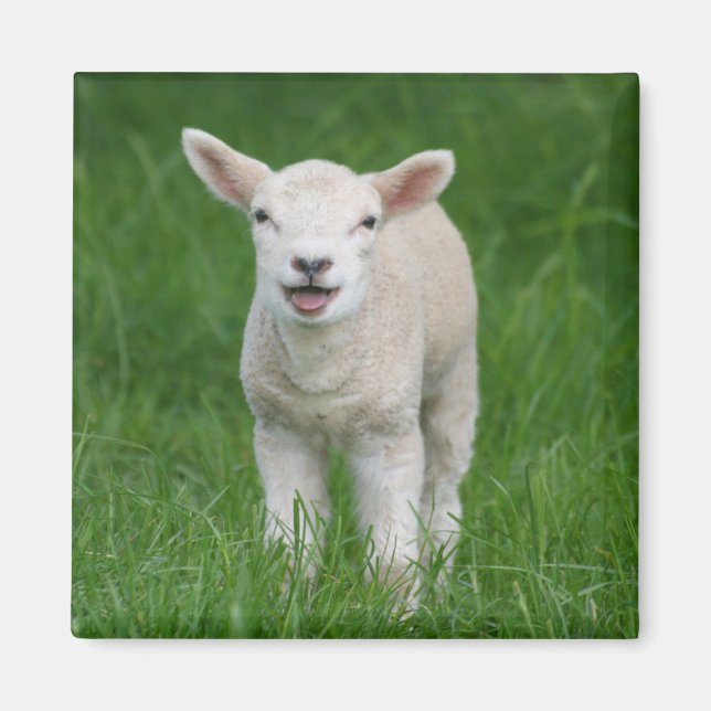 Aimant Animaux de bébés cutest | Lil Lamb (Devant)