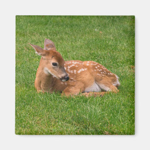 Aimant Animaux de bébés cutest   Little Fawn