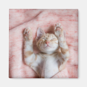 Aimant Animaux de bébés cutest Minuscule chaton rayé or