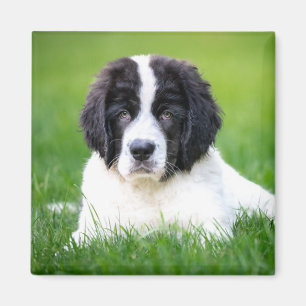 Aimant Animaux de bébés cutest   Newfoundland Puppy