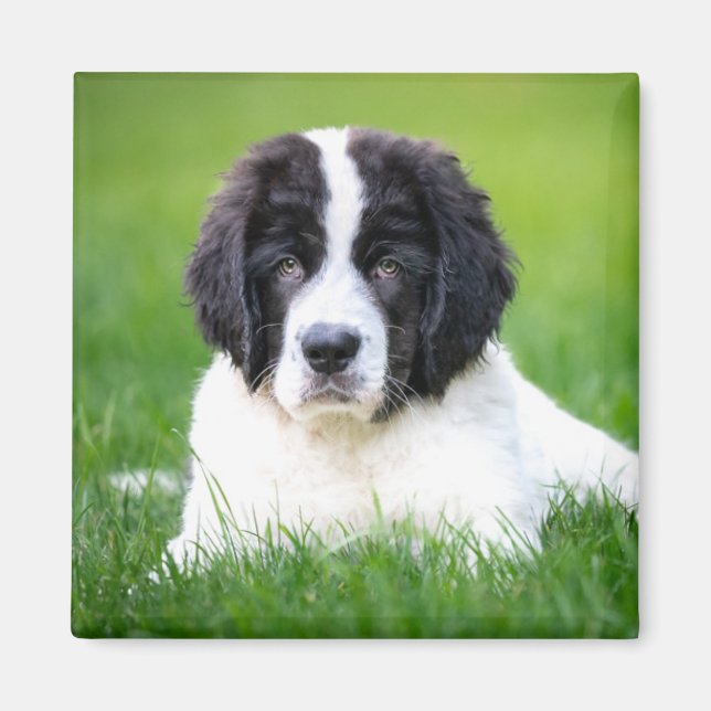 Aimant Animaux de bébés cutest | Newfoundland Puppy (Devant)
