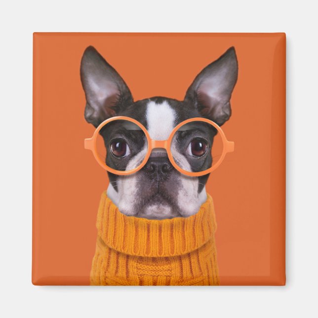 Aimant Animaux de bébés cutest | Orange Boston Terrier (Devant)
