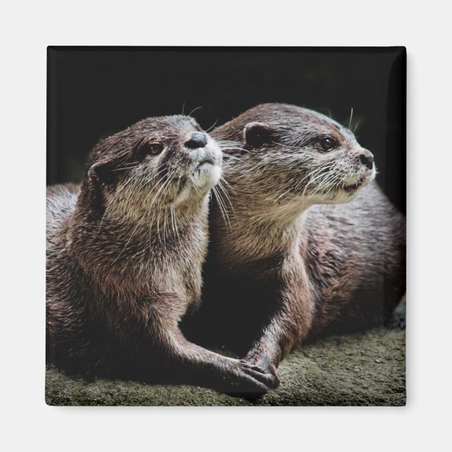 Aimant Animaux de bébés cutest | Otters tenant les mains (Devant)