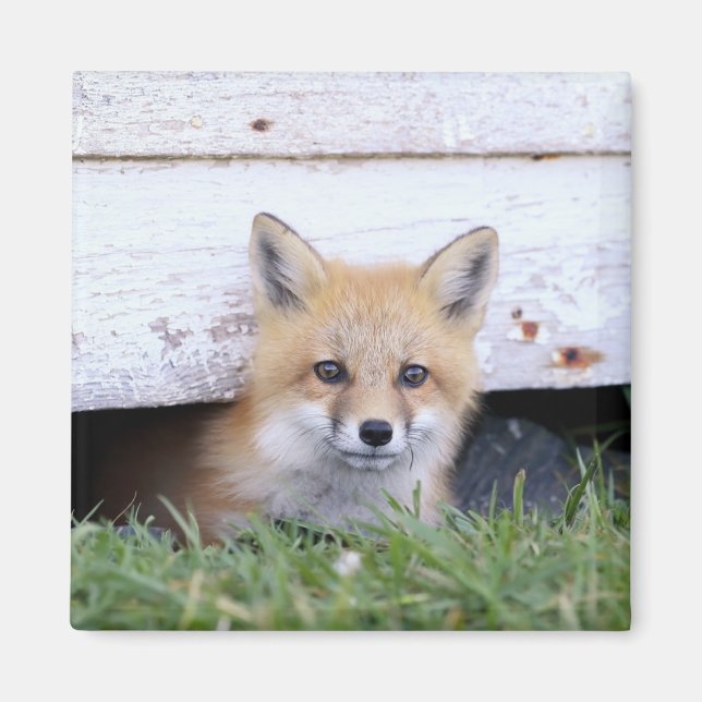 Aimant Animaux de bébés cutest | Red Fox Kit Peeking (Devant)