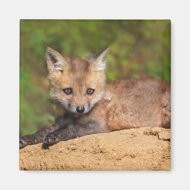 Aimant Animaux de bébés cutest | Red Fox Pup (Devant)