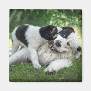 Aimant Animaux de bébés cutest Remorque