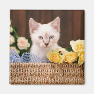 Aimant Animaux de bébés cutest   Roses chats et jaunes