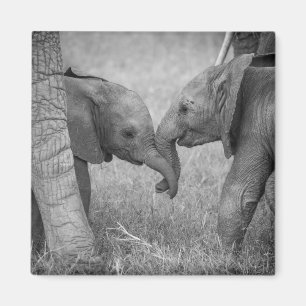 Aimant Animaux de bébés cutest Salutation des éléphants