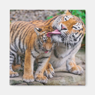 Aimant Animaux de bébés cutest Sibérie Tiger Famille