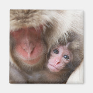 Aimant Animaux de bébés cutest   Singe des neiges