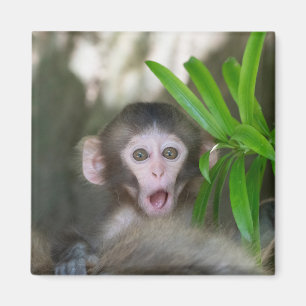 Aimant Animaux de bébés cutest   Singe des neiges surpris