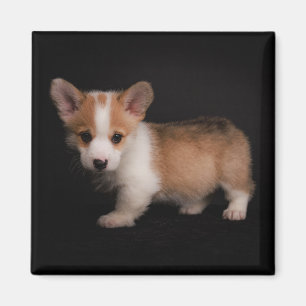 Aimant Animaux de bébés cutest   Tiny Corgi
